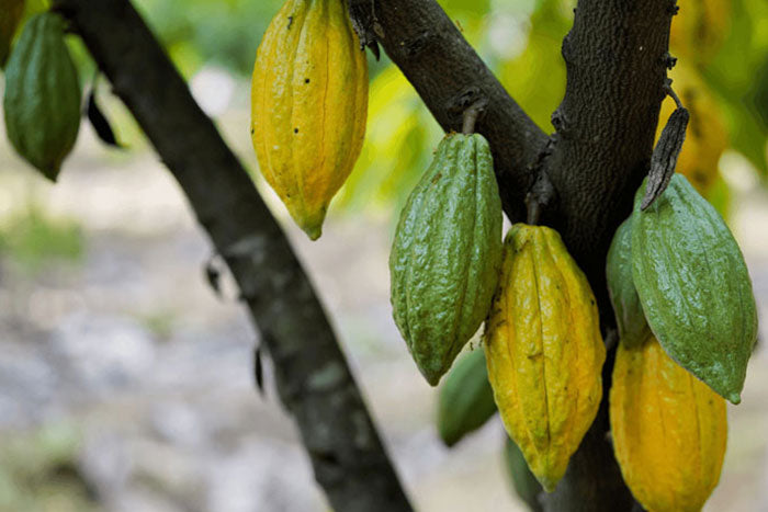 Cocoa drying at the farm in Pollachi