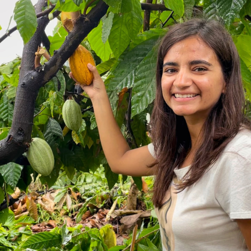 Anuva plucking cocoa